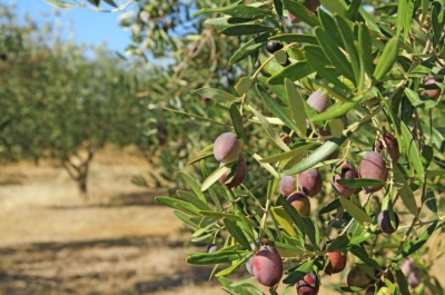 Zeytinyağı